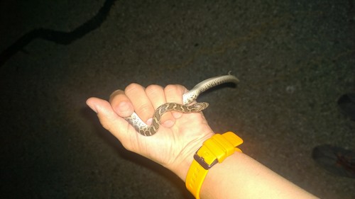 Arizona elegans