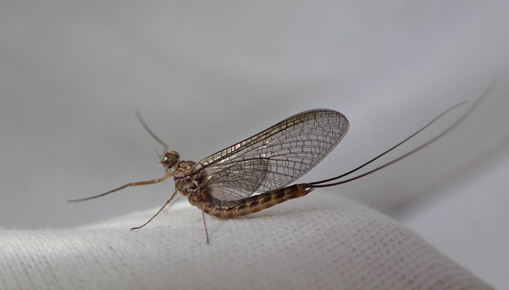 Siphlonurus securifer