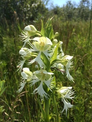 Platanthera praeclara