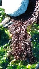 Odonthalia floccosa