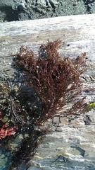 Odonthalia floccosa