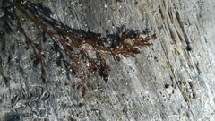 Odonthalia floccosa