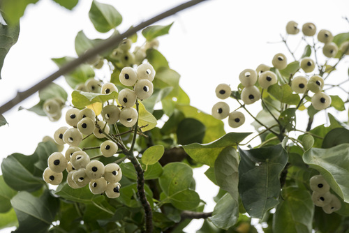 Lantern tree (Hernandia nymphaeifolia)