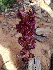 Orobanche variegata