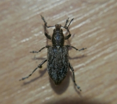 Tanymecus palliatus
