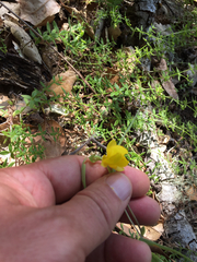 Calochortus amabilis