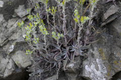 Dudleya verityi