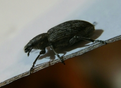 Tanymecus palliatus