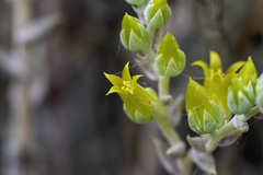 Dudleya verityi