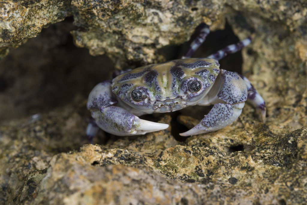 Ringed foot crab
