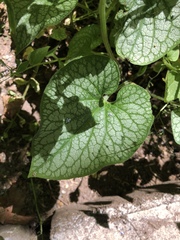 Brunnera macrophylla