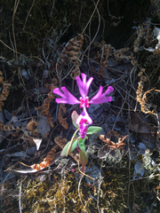 Clarkia concinna