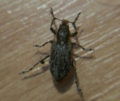 Tanymecus palliatus