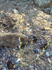 Streptanthus barbiger