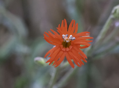 Silene laciniata laciniata