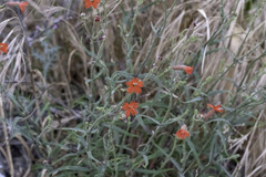 Silene laciniata laciniata