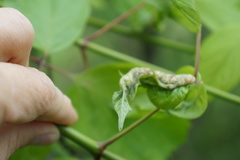 Contarinia negundinis