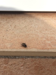 Graptopeltus lynceus