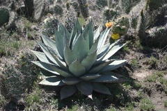 Agave applanata