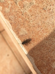 Graptopeltus lynceus