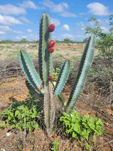 Cereus jamacaru jamacaru