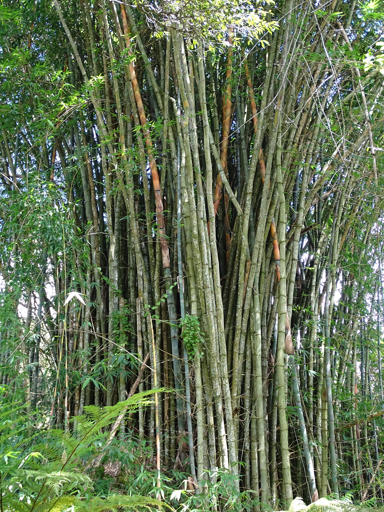 Oxytenanthera