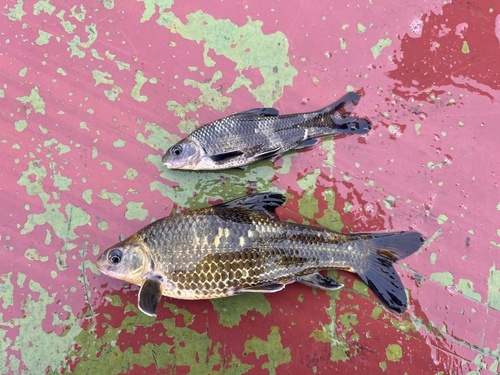 Chinese Lake Gudgeon