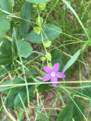 Triodanis perfoliata