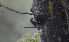 Certhia brachydactyla