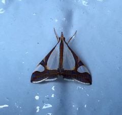Agrioglypta eurytusalis