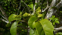 Allophylus laevigatus