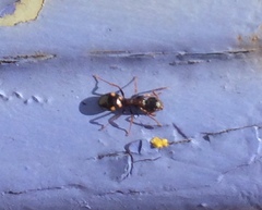 Dolichoderus quadripunctatus