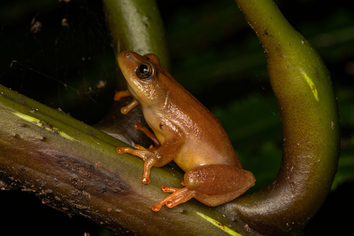 Mainland Reed Frog