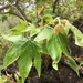 Western Sycamore - Photo (c) Chris Cameron, some rights reserved (CC BY-NC)