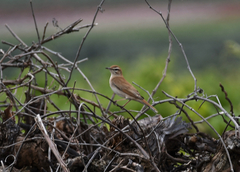 Cercotrichas galactotes
