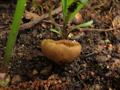 Helvella acetabulum
