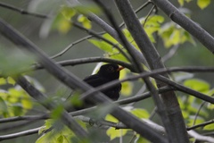 Turdus merula