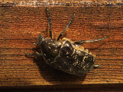 Protaetia marmorata