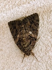 Catocala ilia-complex