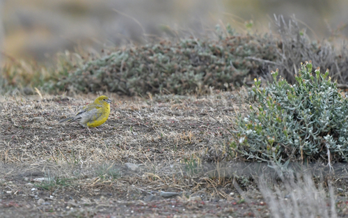 Patagonian Yellow Finch (Sicalis lebruni), photo 7