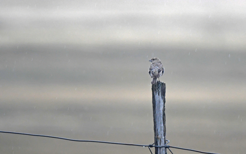 Patagonian Yellow Finch (Sicalis lebruni), photo 8