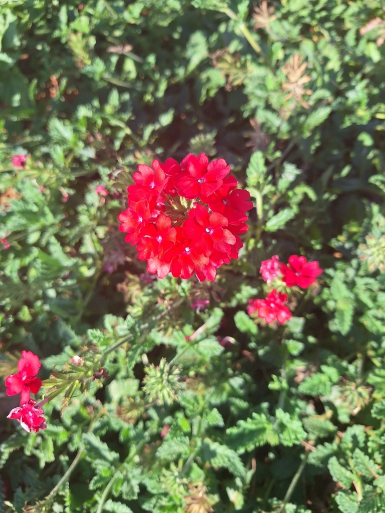 Foto de Verbena