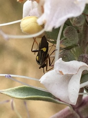 Closterocoris amoenus