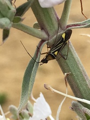 Closterocoris amoenus