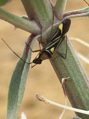 Closterocoris amoenus