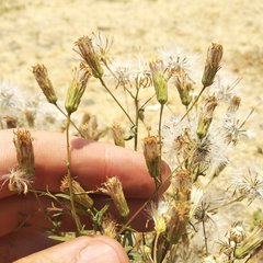Brickellia eupatorioides