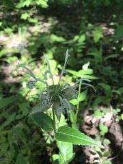 Monarda russeliana