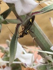 Closterocoris amoenus