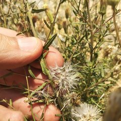 Brickellia eupatorioides