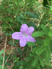 Ruellia pedunculata